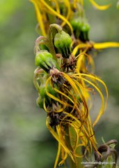 Ligularia amplexicaulis