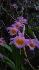 Dendrobium loddigesii