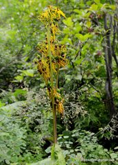 Ligularia amplexicaulis