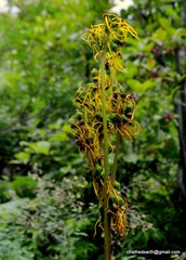 Ligularia amplexicaulis