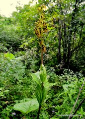 Ligularia amplexicaulis