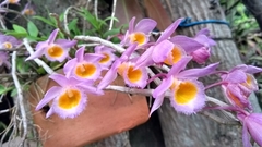 Dendrobium loddigesii