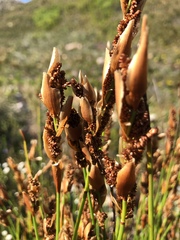 Elegia racemosa