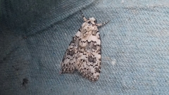 Bryophila domestica