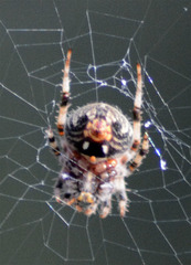 Neoscona orizabensis