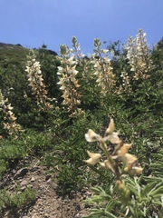 Lupinus albicaulis