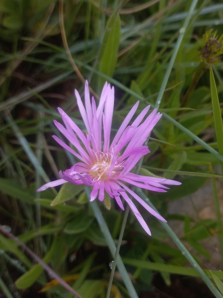 Delosperma ashtonii