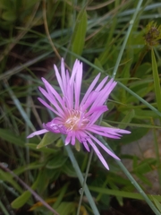 Delosperma ashtonii