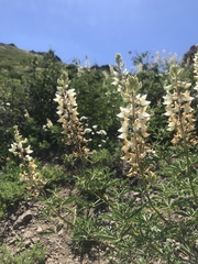 Lupinus albicaulis