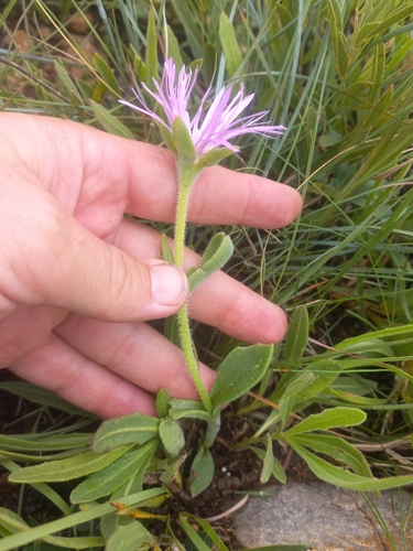 Image of Delosperma ashtonii by (c) Brian du Preez, some rights reserved (CC BY-SA)