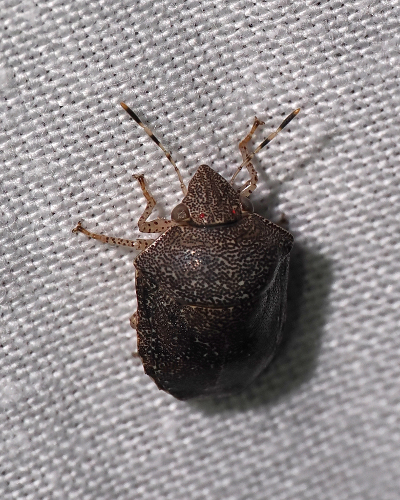 Shield backed bug