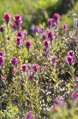 Castilleja parviflora oreopola