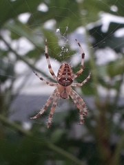 Araneus diadematus