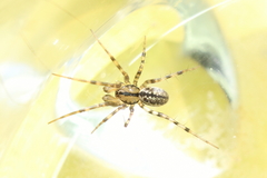 Stemonyphantes lineatus