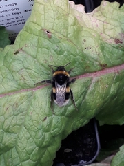 Bombus terrestris