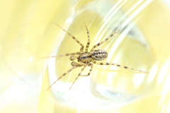 Stemonyphantes lineatus