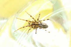 Stemonyphantes lineatus