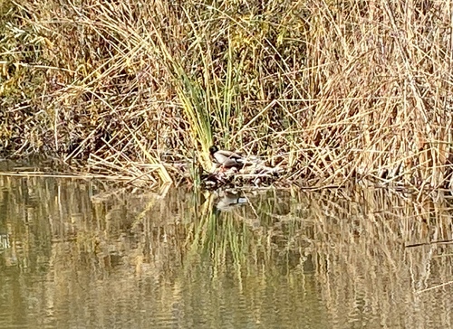 iNaturalist observation photo of Mallard