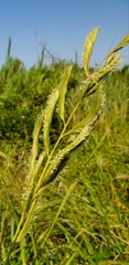 Sporobolus michauxianus