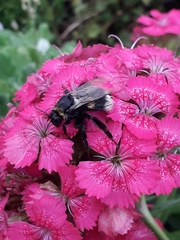 Bombus