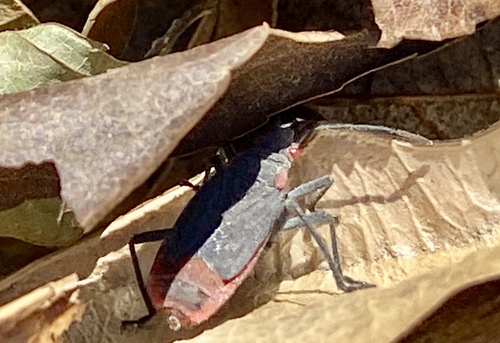 iNaturalist observation photo of Red-shouldered Bug