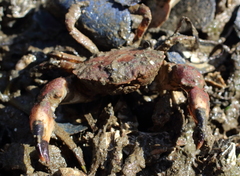 Lophopanopeus bellus