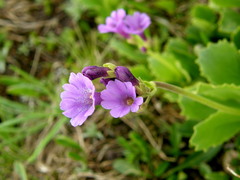 Primula latifolia