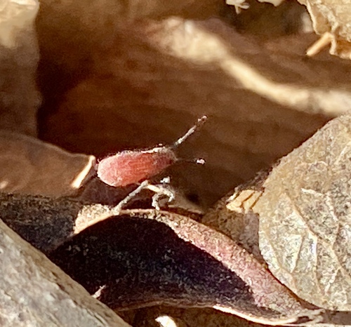 iNaturalist observation photo of Red-shouldered Bug