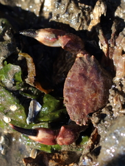 Lophopanopeus bellus