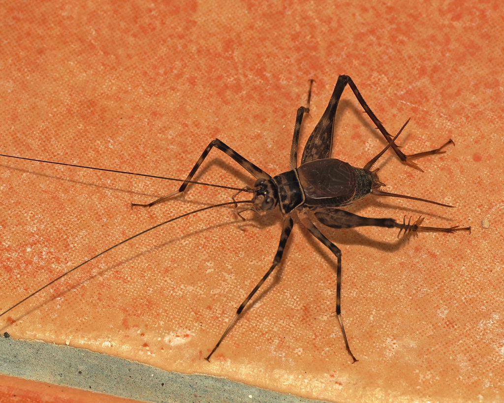 Caribacusta caraibea