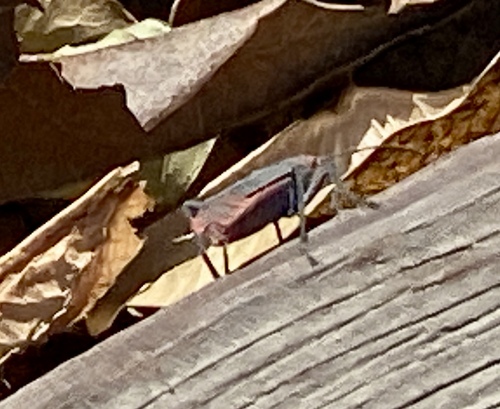 iNaturalist observation photo of Red-shouldered Bug