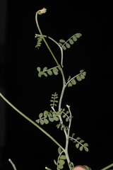 Poissonia weberbaueri (Poissonia weberbaueri)