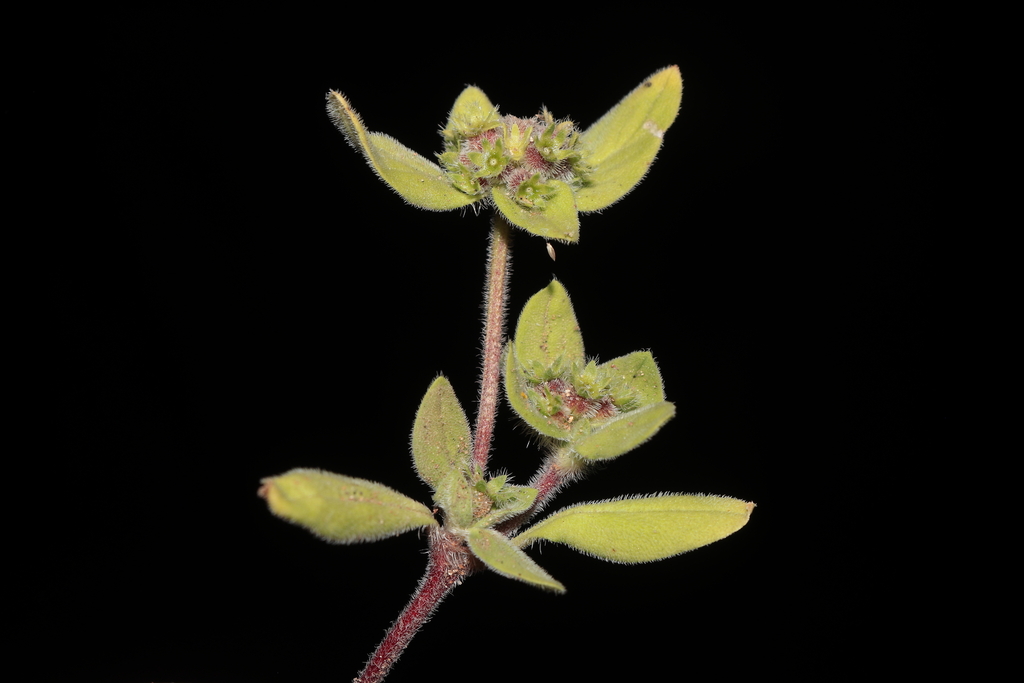 Richardia lomensis