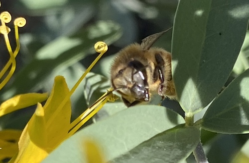 iNaturalist observation photo of Western Honey Bee
