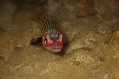 Sargocentron praslin