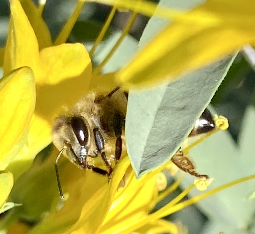 iNaturalist observation photo of Western Honey Bee