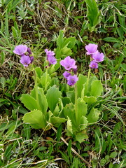 Primula latifolia