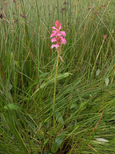 Image of Satyrium hallackii by (c) Brian du Preez, some rights reserved (CC BY-SA)