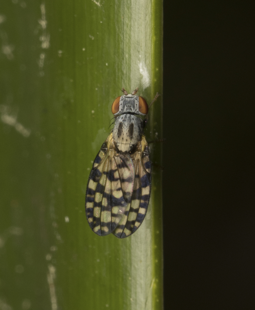 Ortalidina cellularis