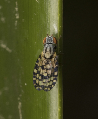 Ortalidina cellularis