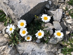 Leucanthemum halleri