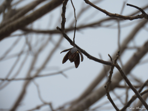Foto de Cedro