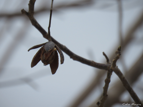 Foto de Cedro