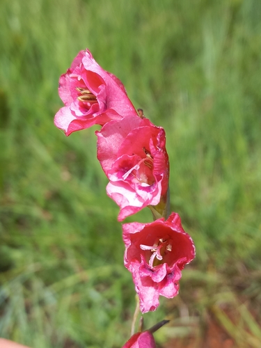 Vlei Gladiolus (Gladiolus paludosus)