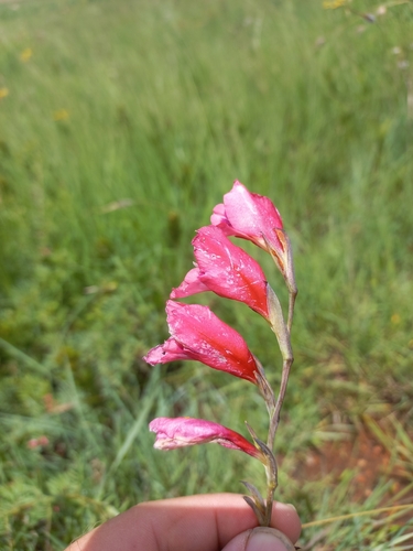 Image of Gladiolus paludosus by (c) Brian du Preez, some rights reserved (CC BY-SA)
