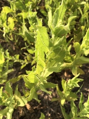 Rayjacksonia phyllocephala