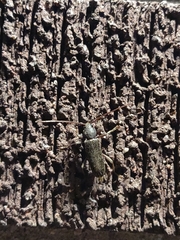 Trichoferus campestris