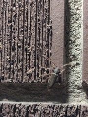 Trichoferus campestris