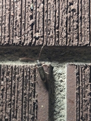 Trichoferus campestris