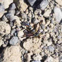 Synanthedon bibionipennis